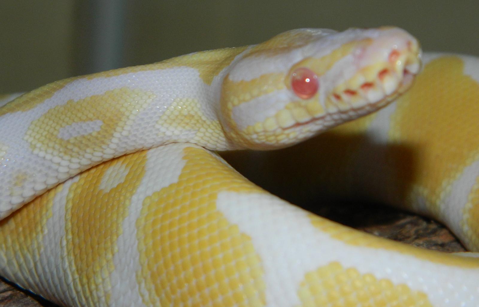 My Ball Pythons