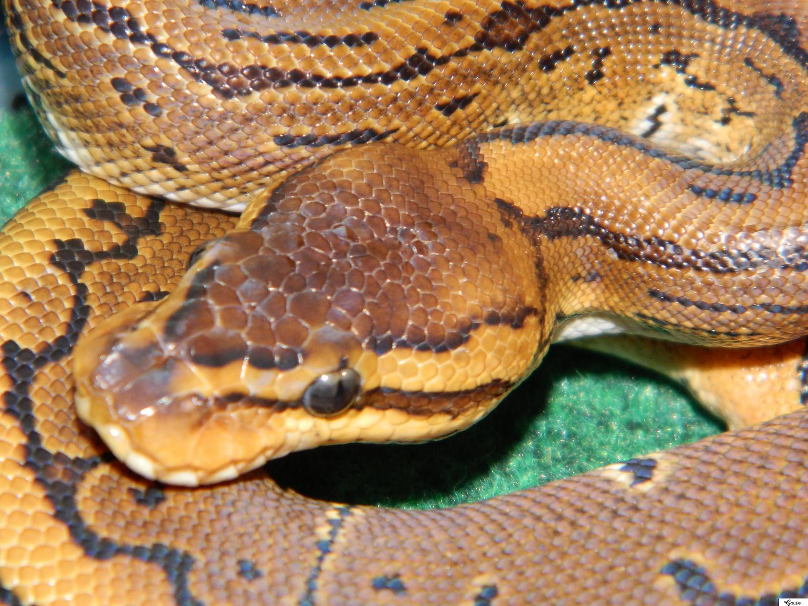 My Ball Pythons