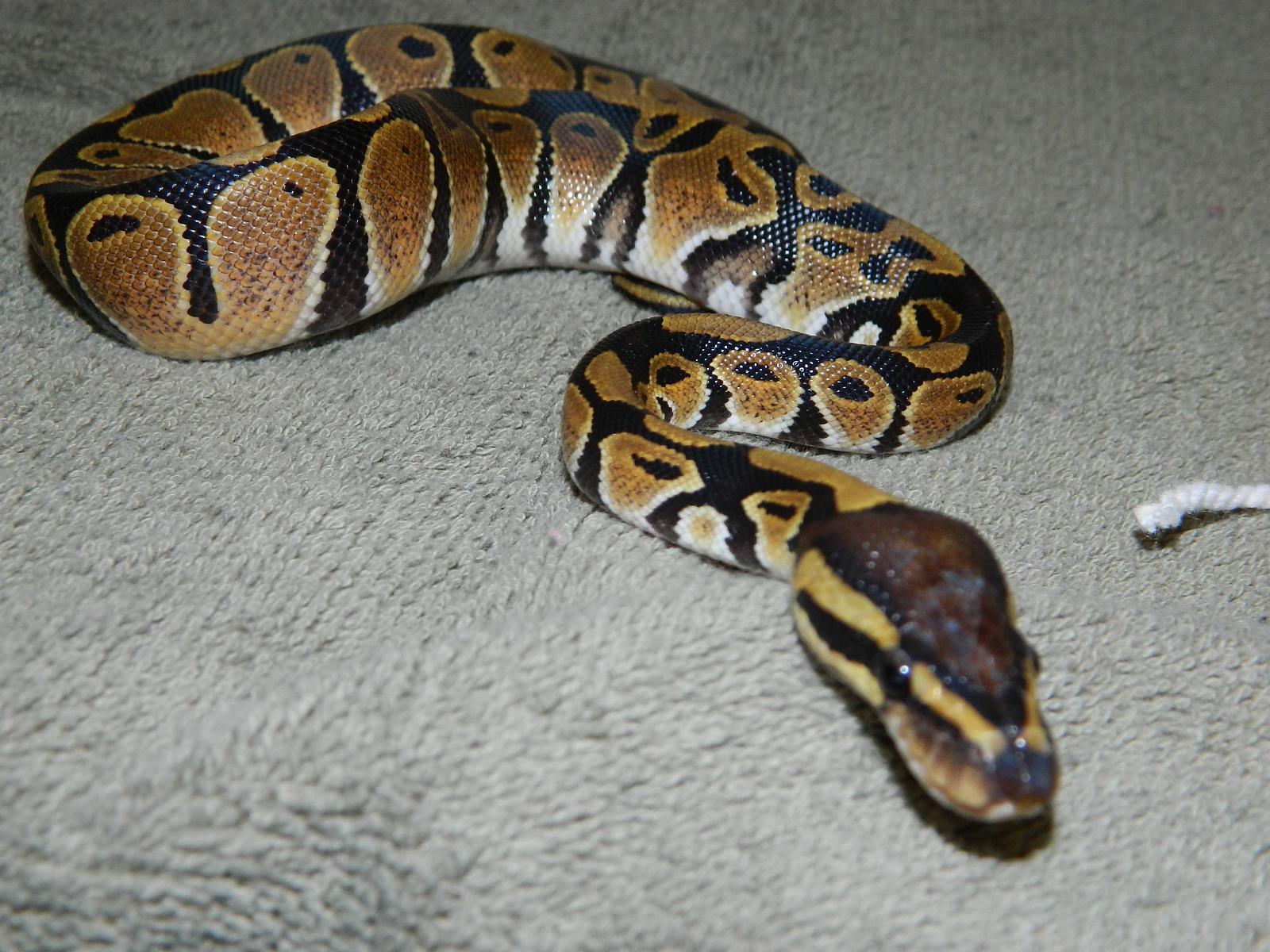 My Ball Pythons