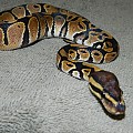 My Ball Pythons