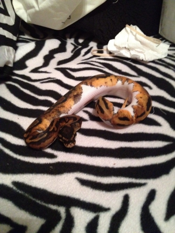 Female pied bp