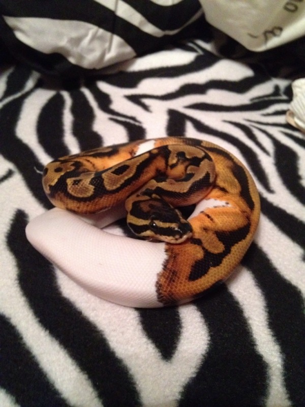 Male pied bp