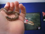 male hognose (1)