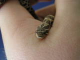 male hognose (2)