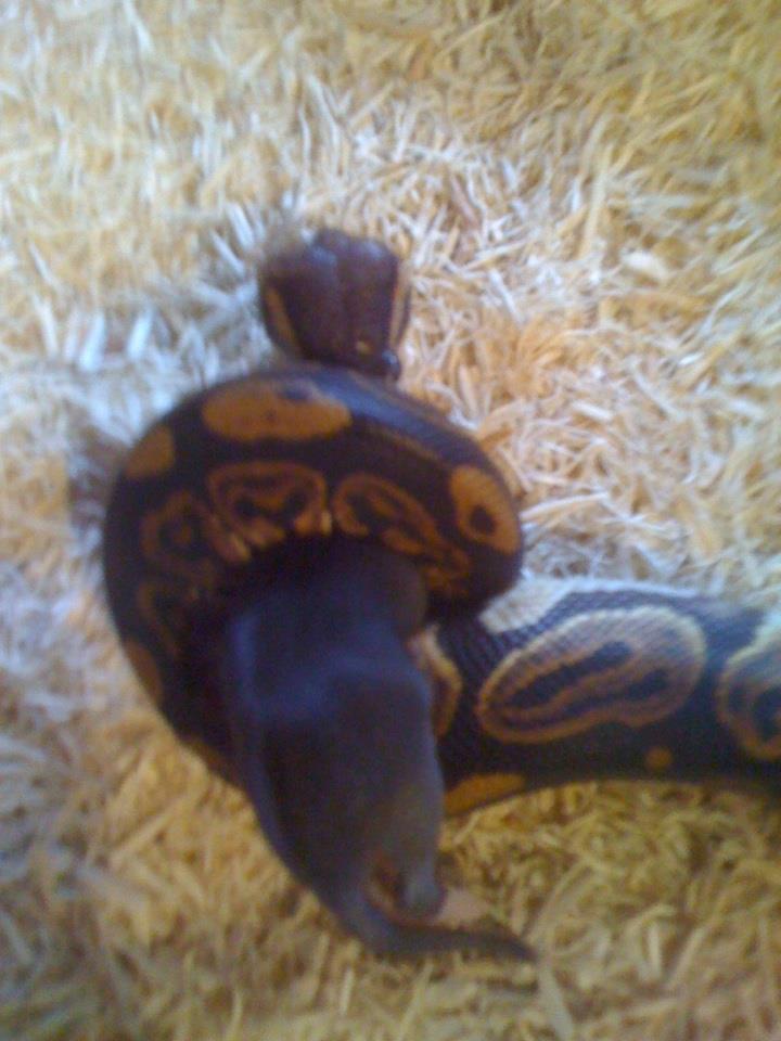 bpm1 rat fluff