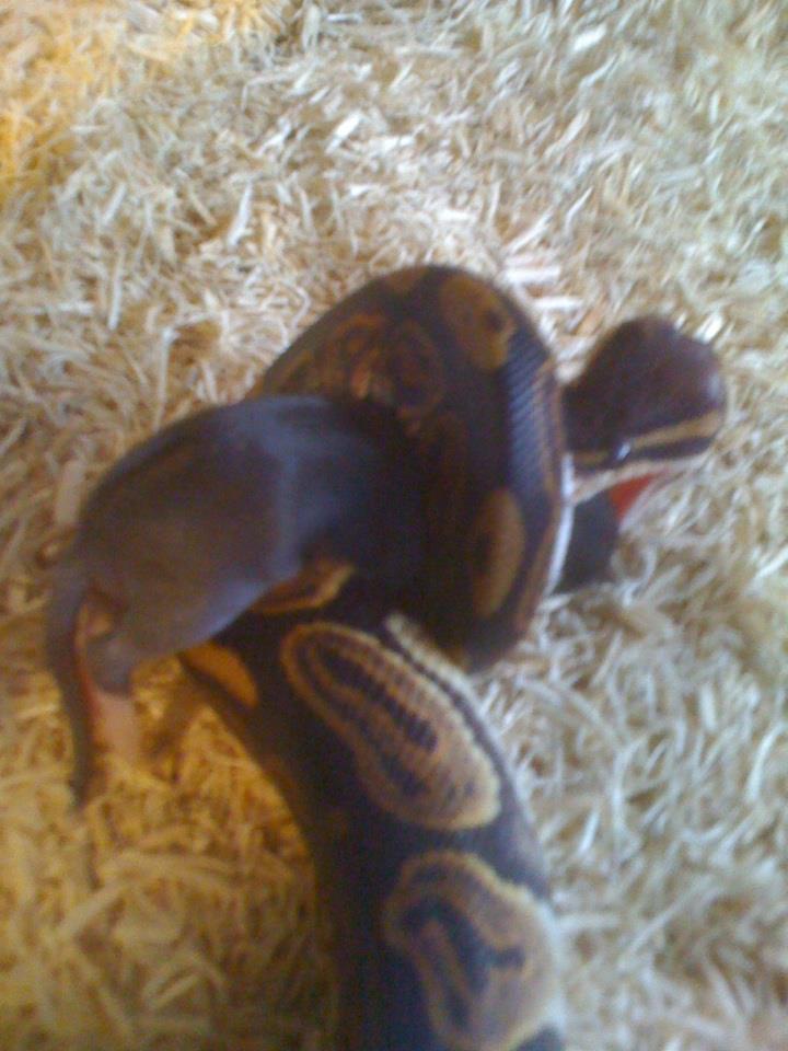bpm1 rat fluff side view