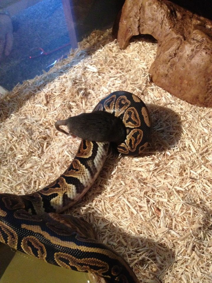 bpm1 small weaner rat