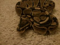 My Monty
