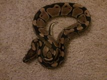 My Monty