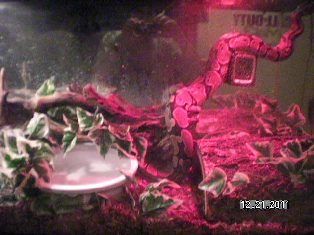 My baby DonJuan 32 months old in captivity.