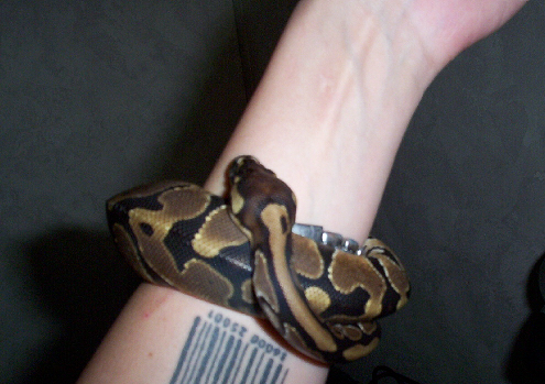 Herbie bracelet