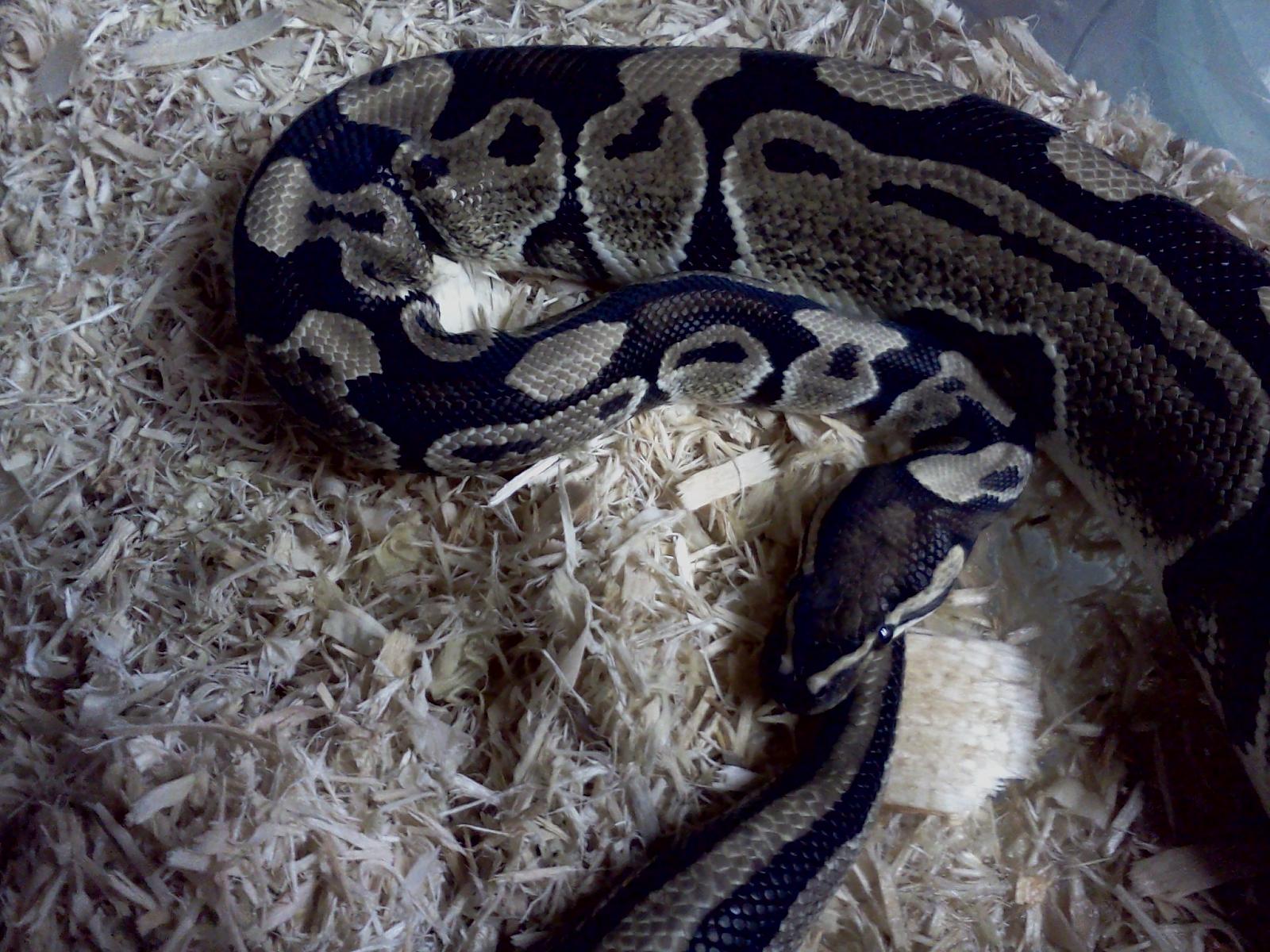 New Snake