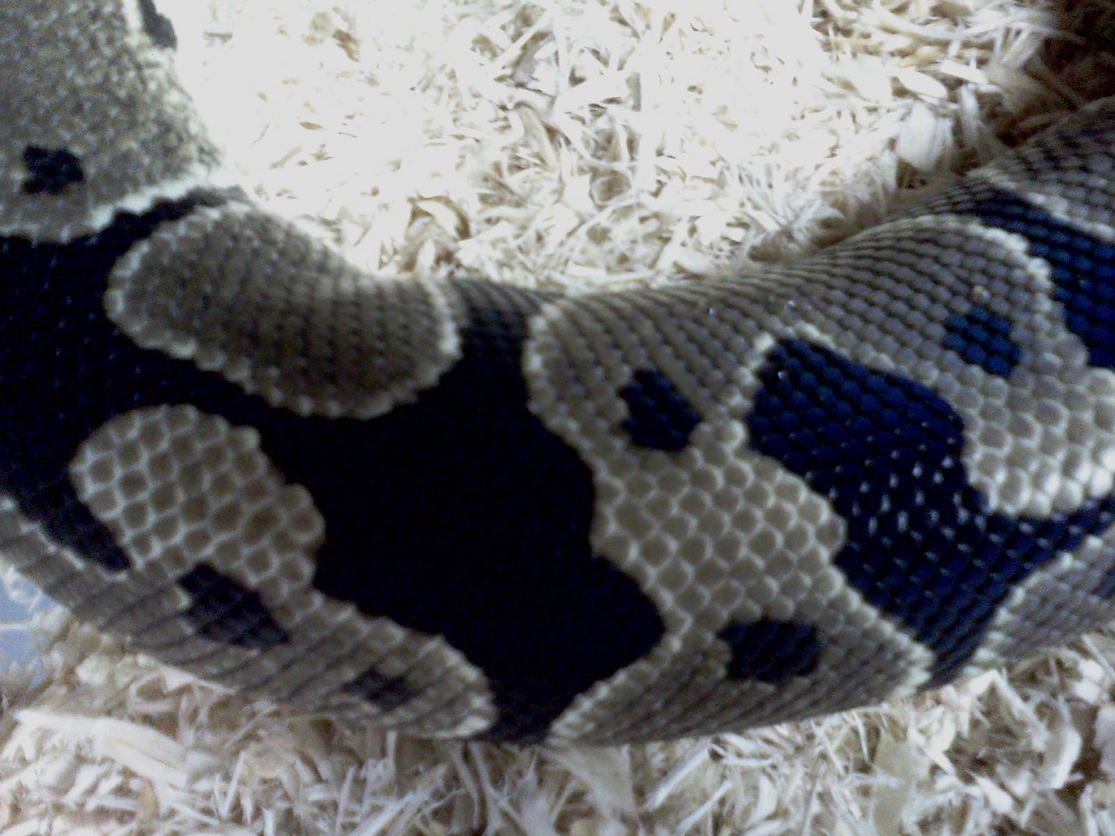 New Snake