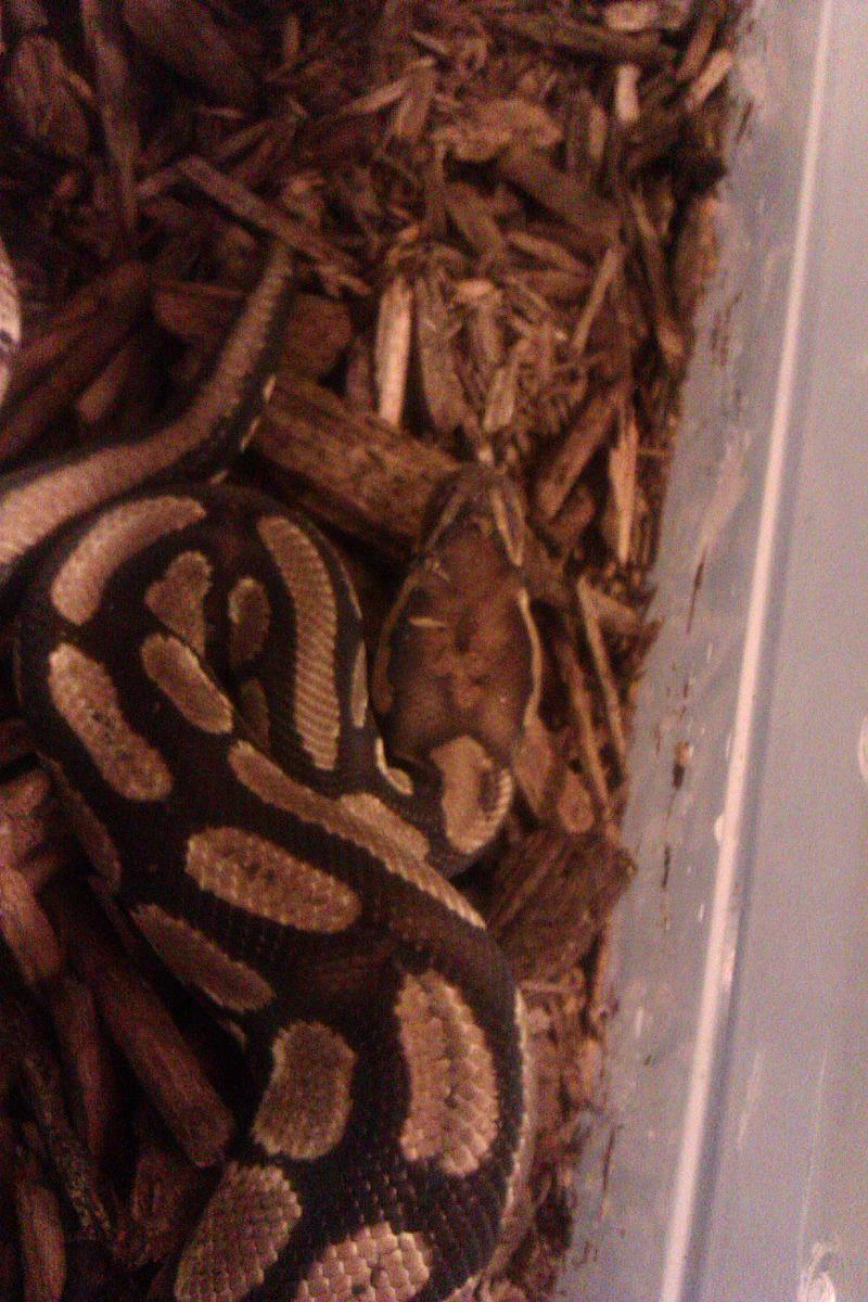 one of the balls and an old boa