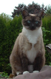 kira
