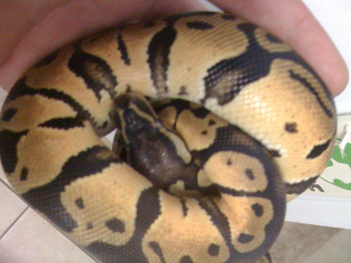 enchi