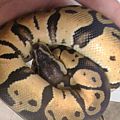 enchi