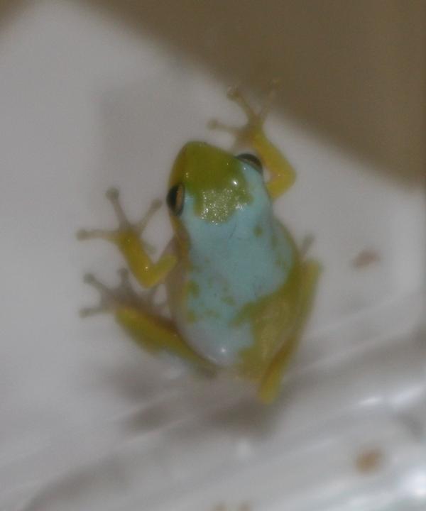 wild tree frog my dad found