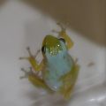 wild tree frog my dad found