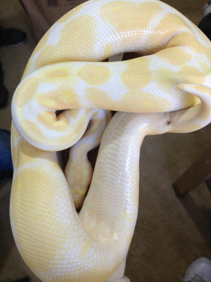 albino