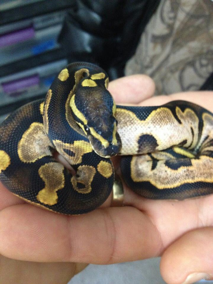 calico