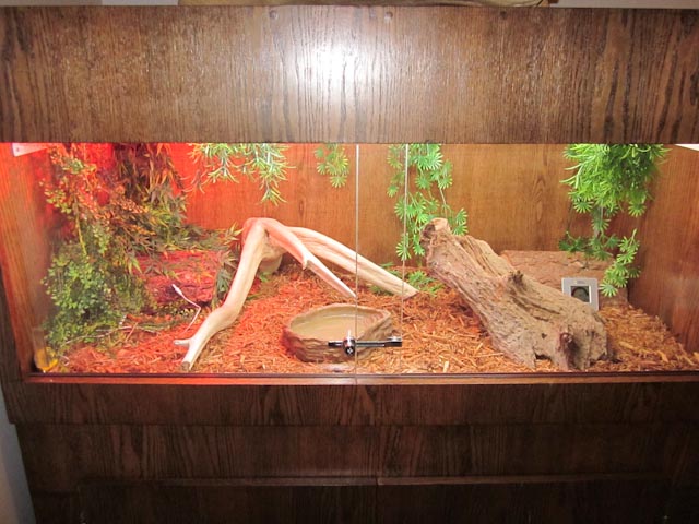 Gella's Cage