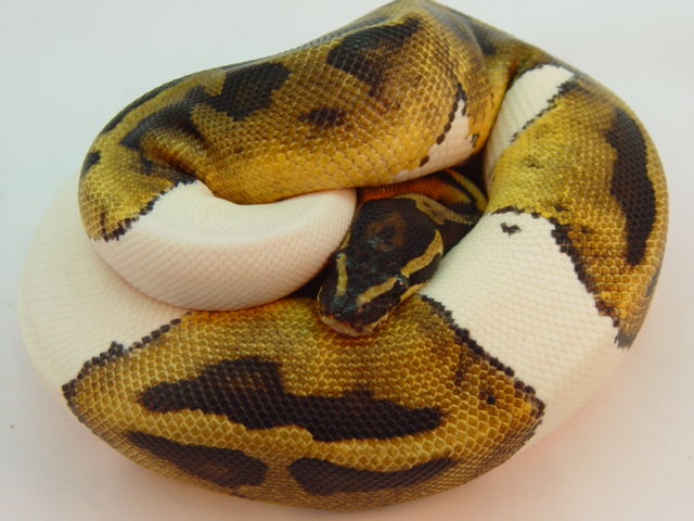 favorite base morphs from Garrick Demeyer,s page.