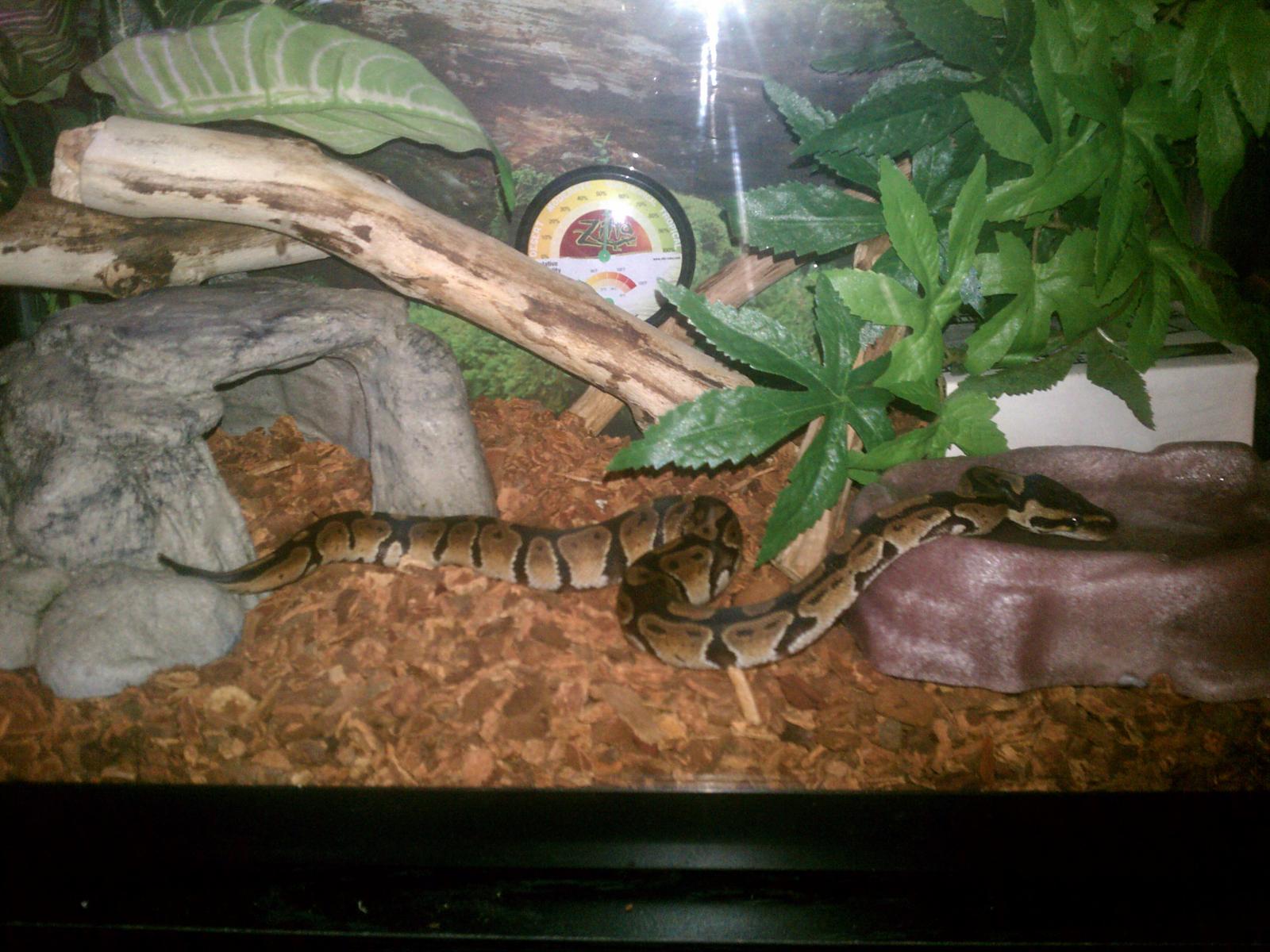 fixed up azrael new home
