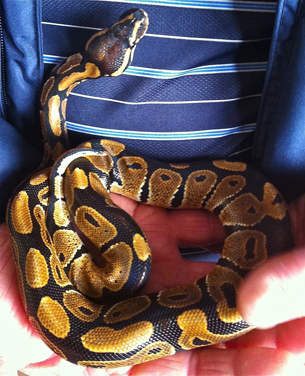 my new ball python