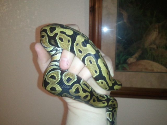 Fresh shed
