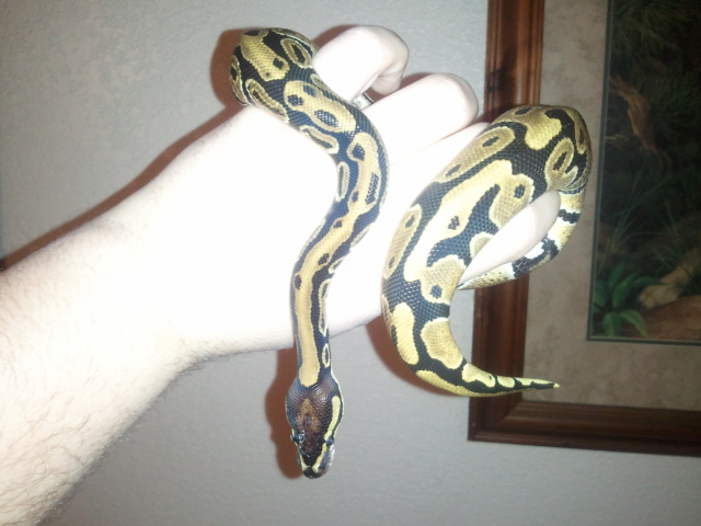 Fresh shed