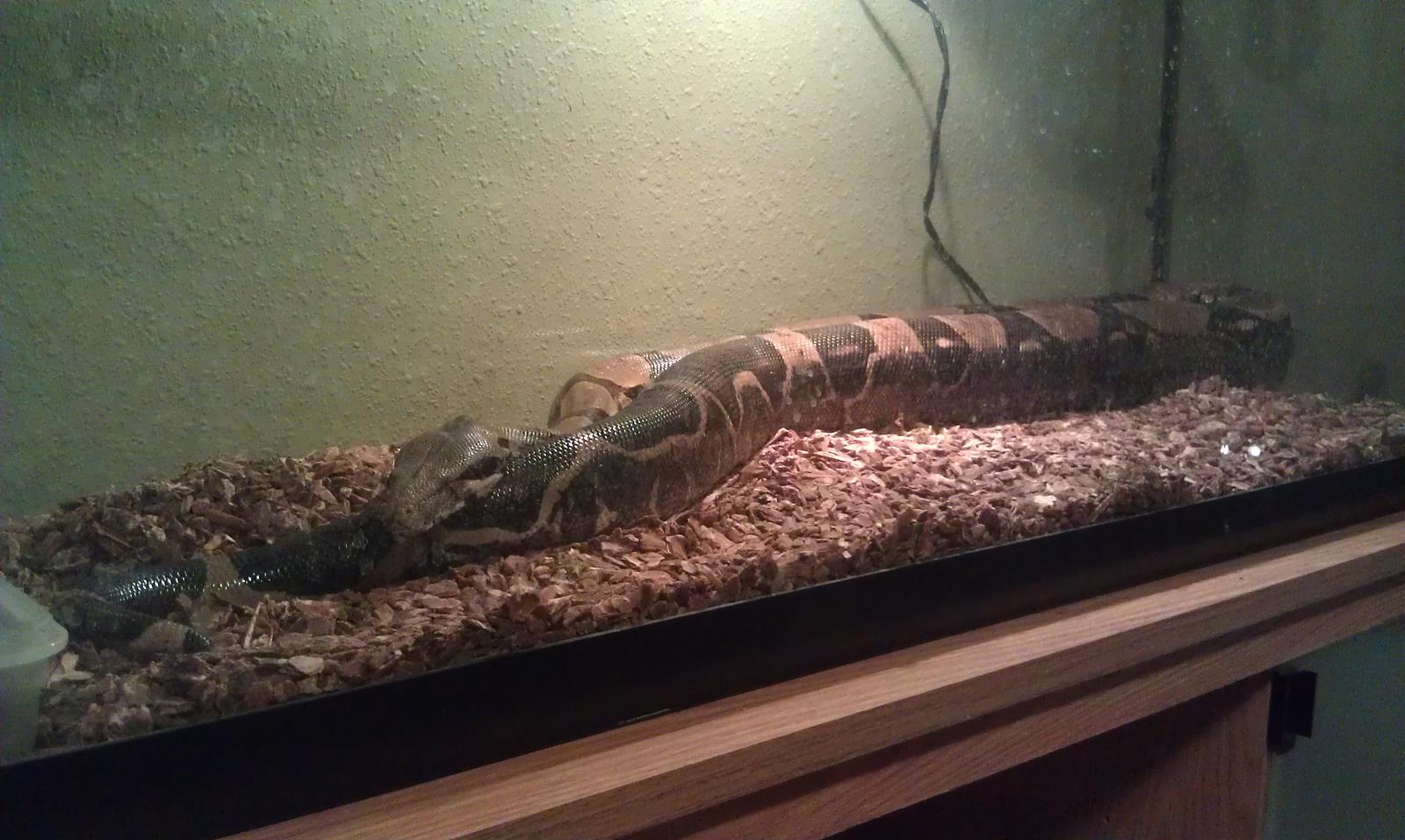 My Snakes