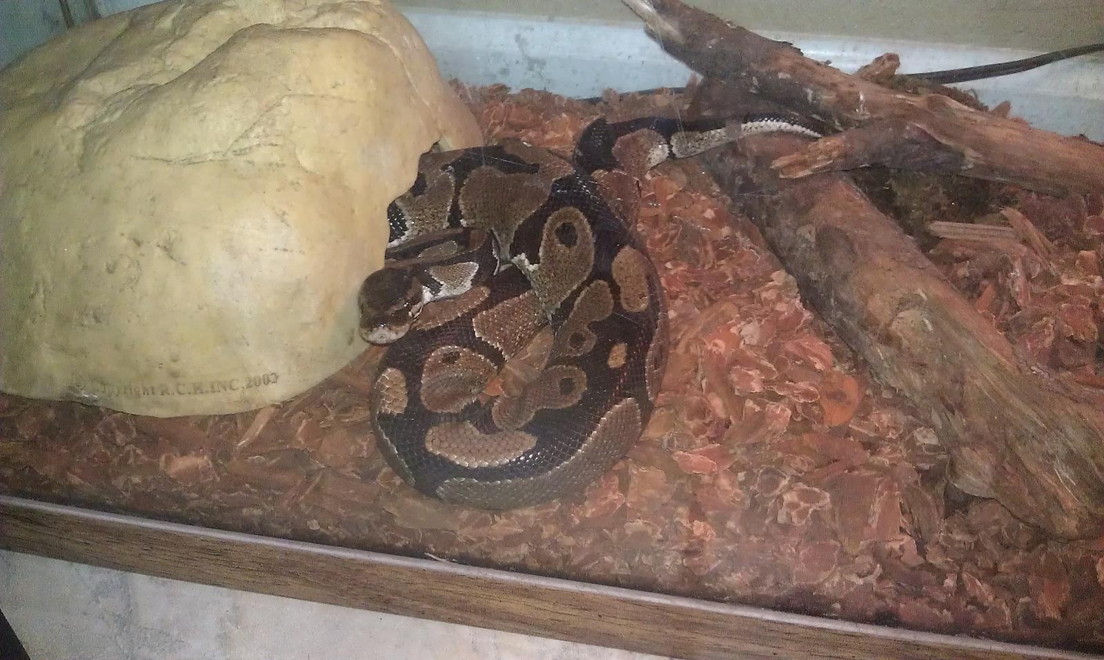 My Snakes