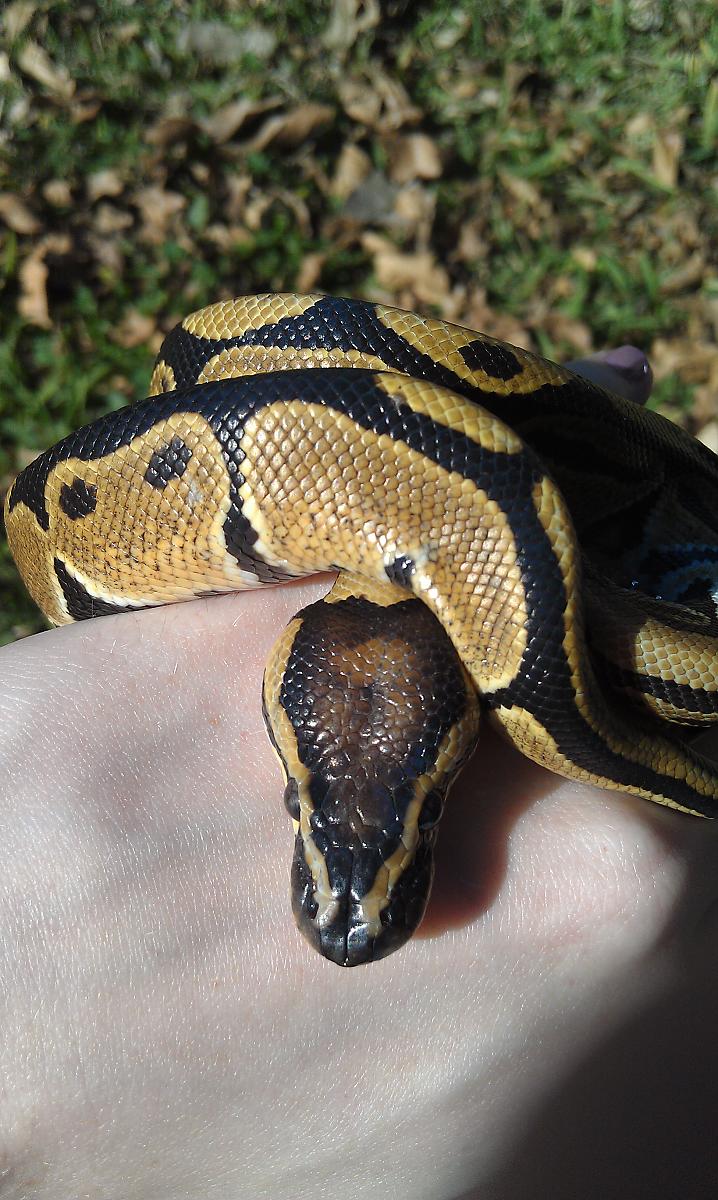 My Snakes