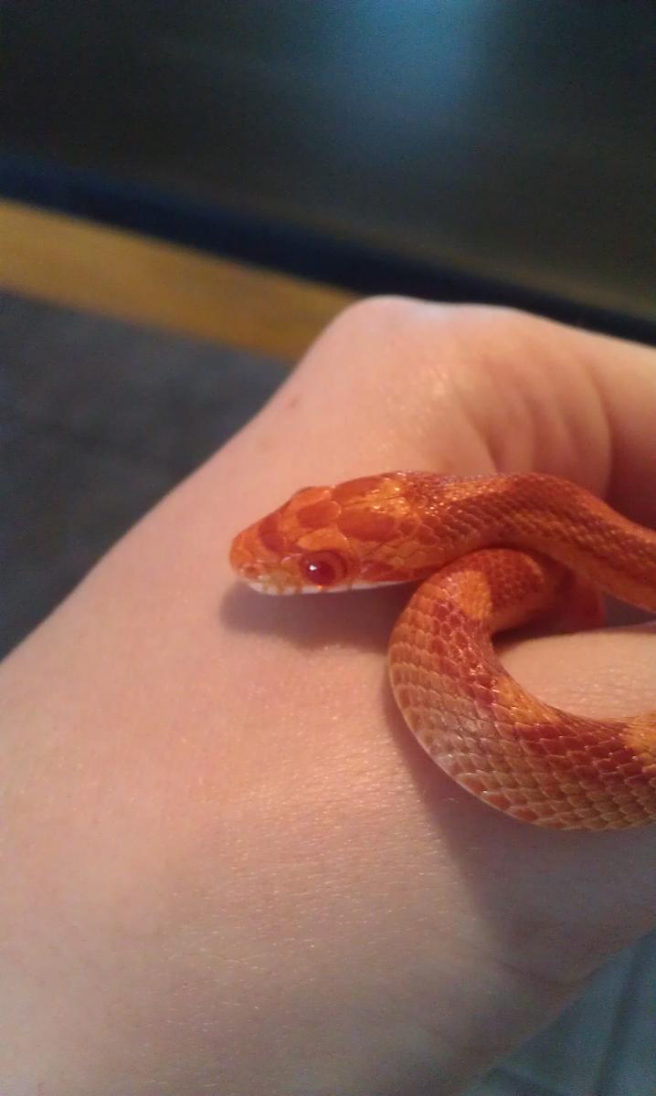 My Snakes