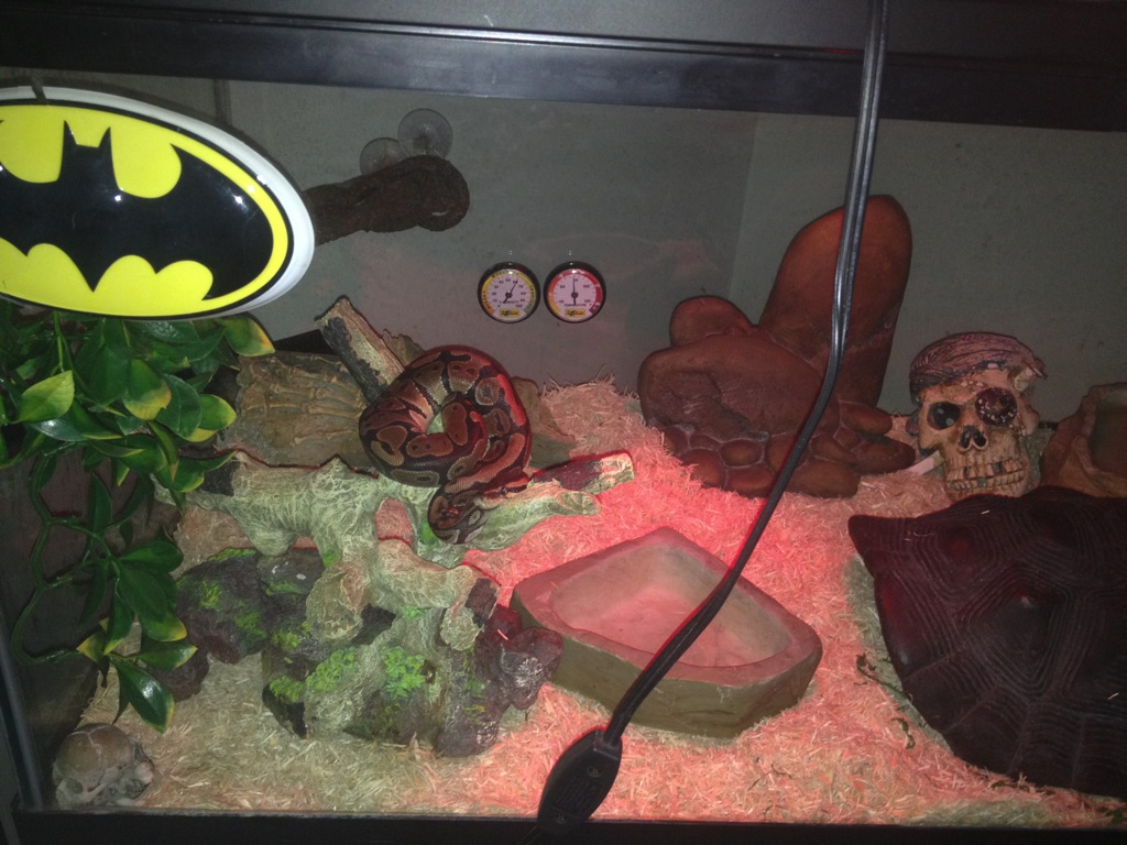 Rajah tank