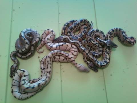 jacob's babies