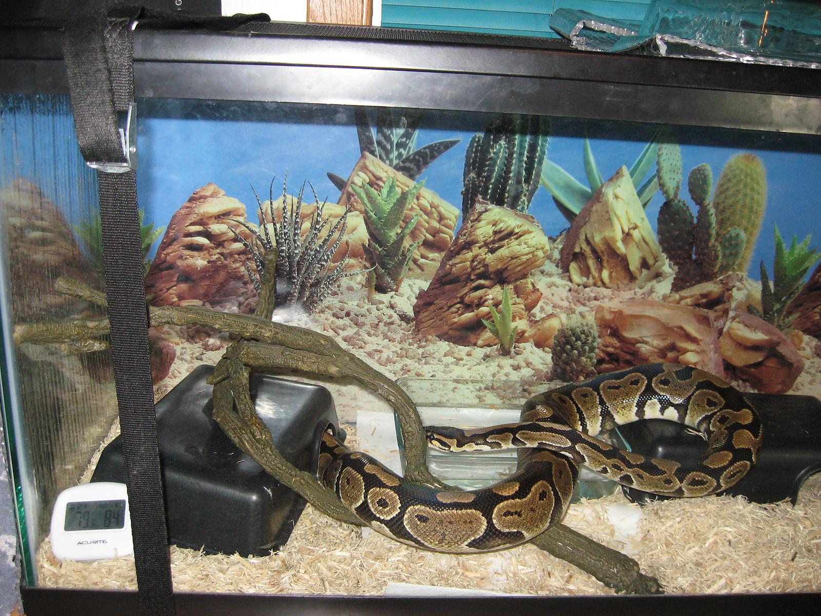 Belle's BP