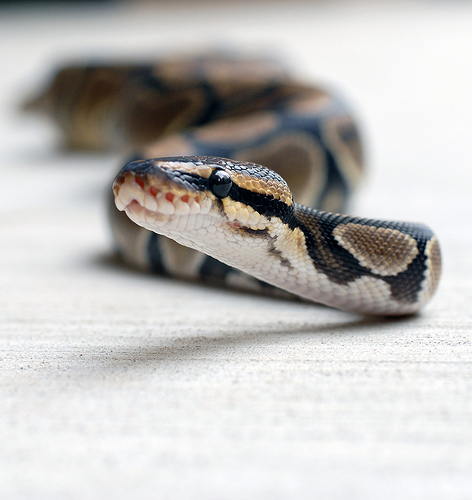 ballpython12