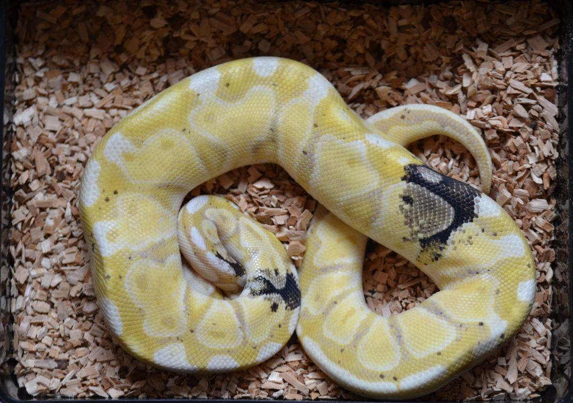 Paradox pastel banana