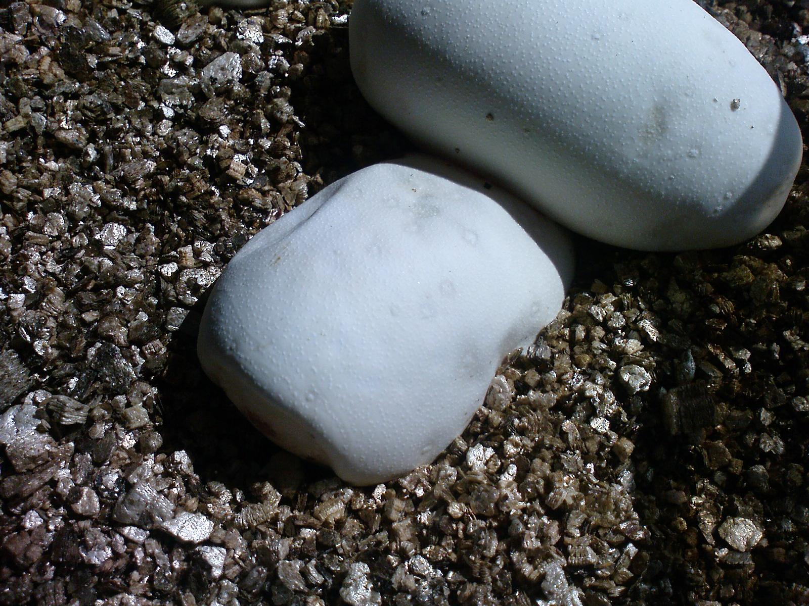 egg