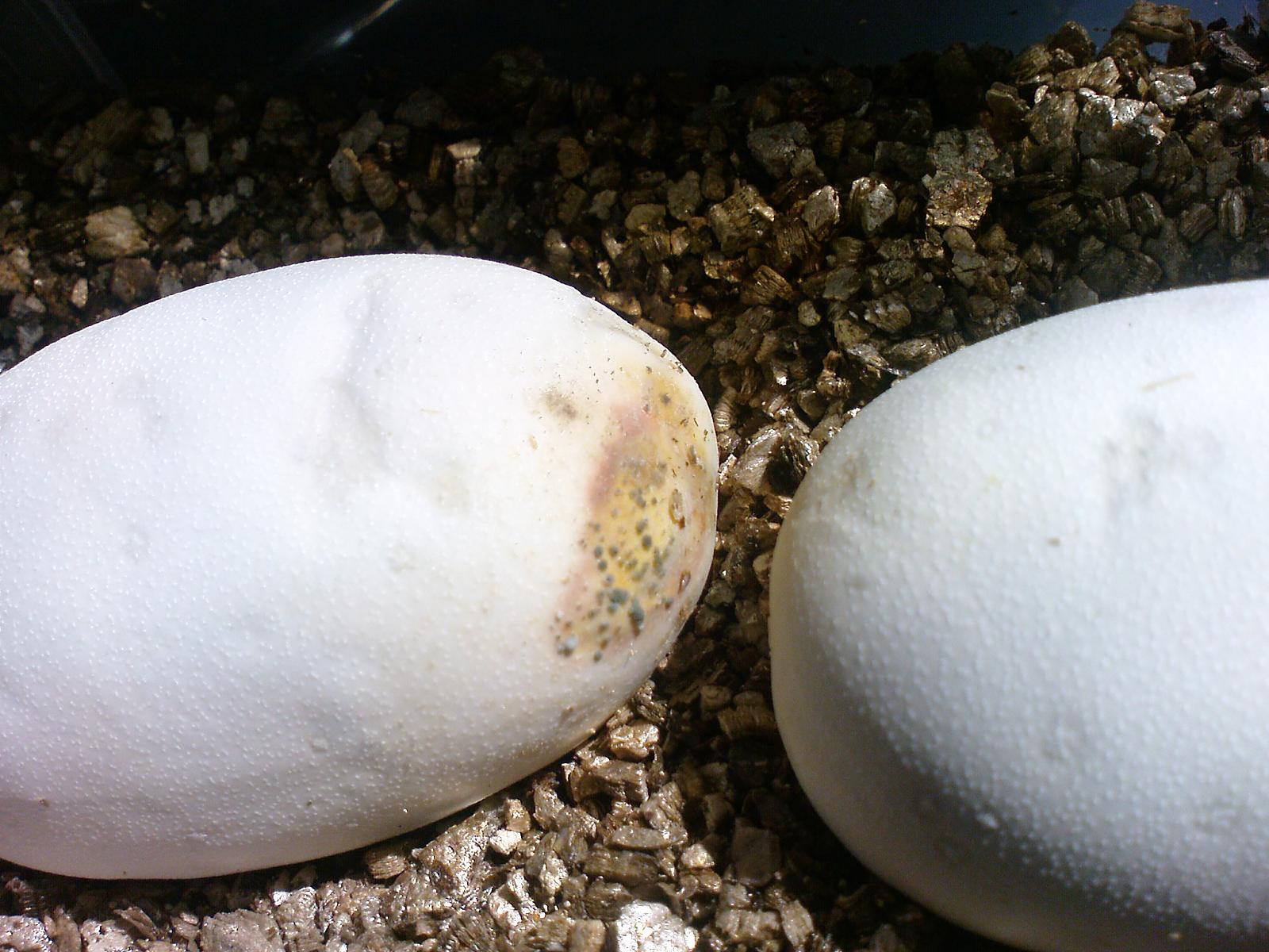 egg