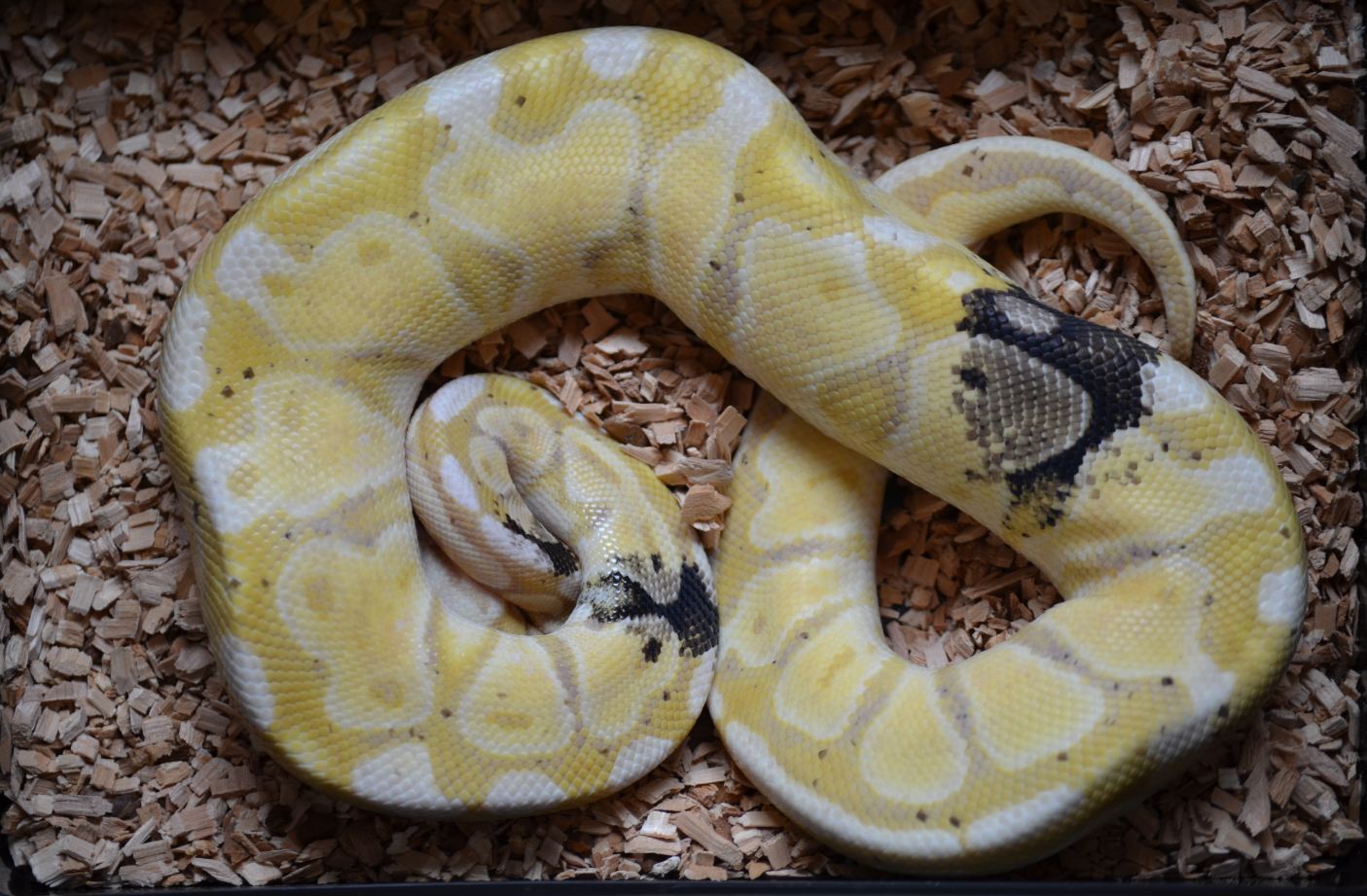 Paradox pastel banana