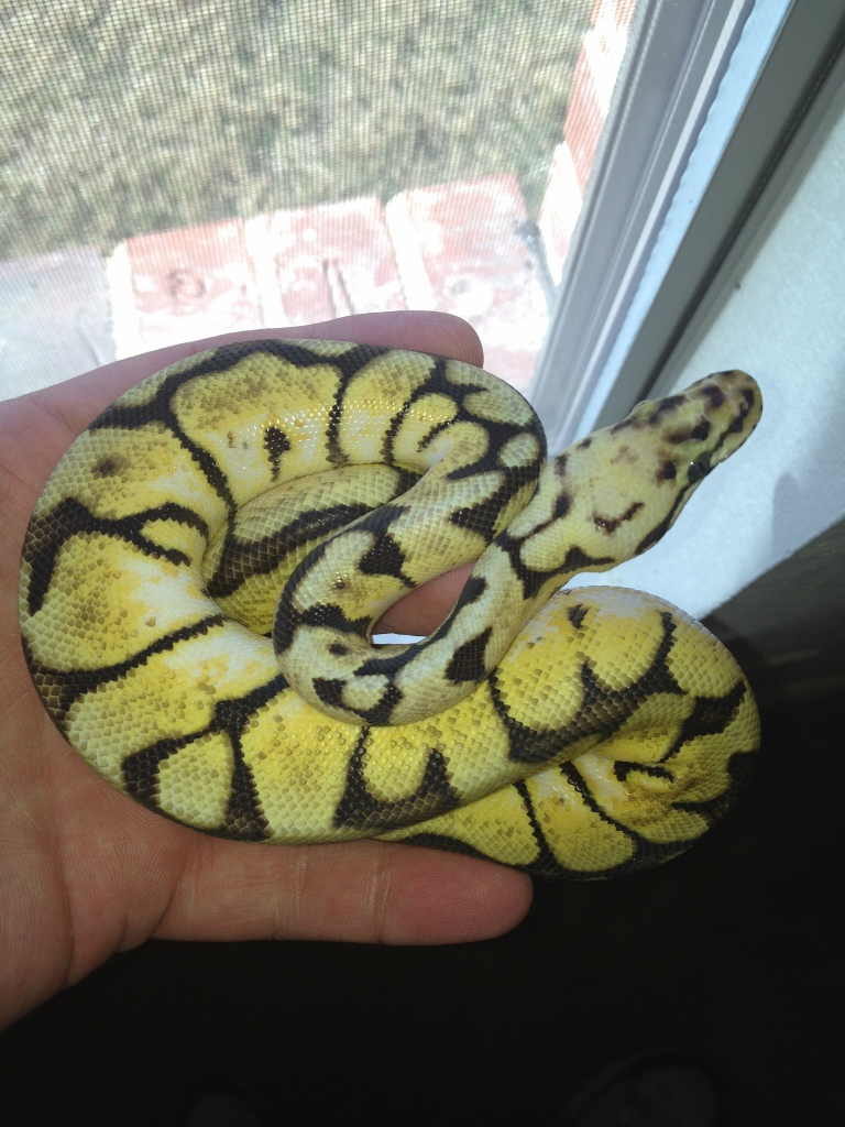 Isolde