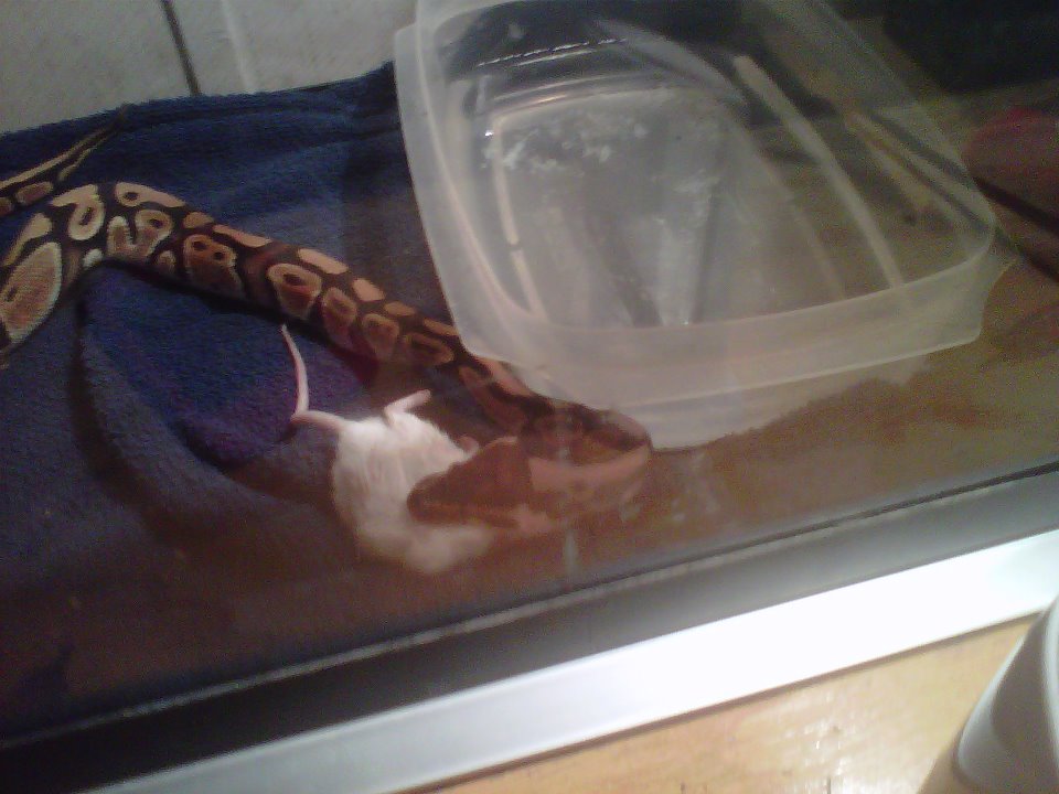 SNAKES