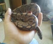 SNAKES