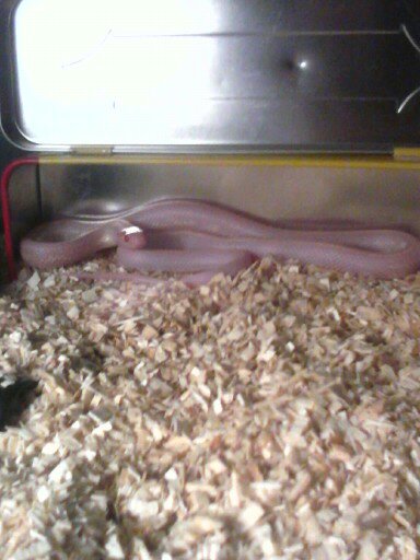 albino cal king