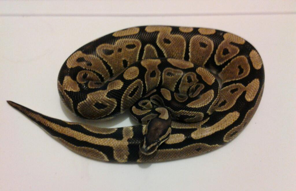 2009 Normal Female