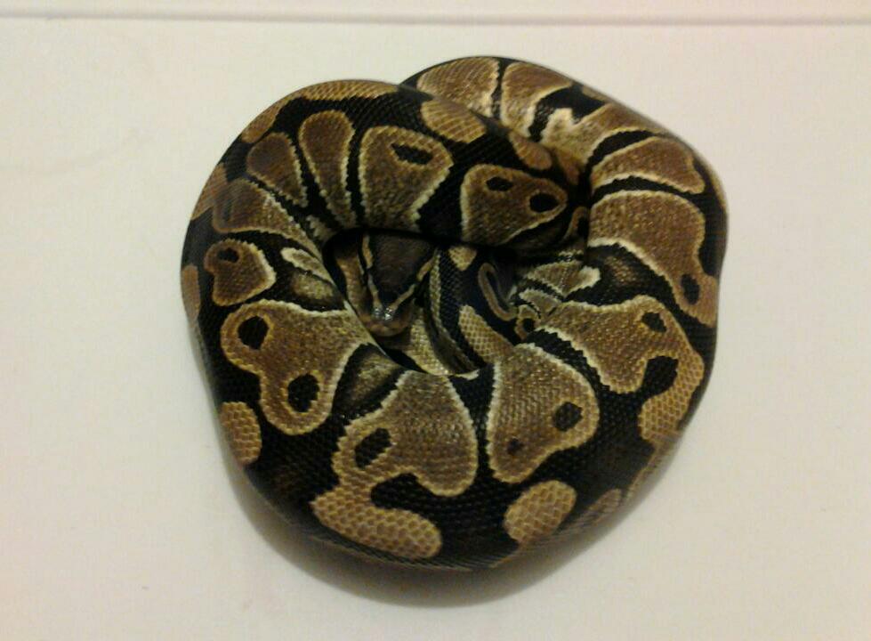 2011 100% Het Albino Female