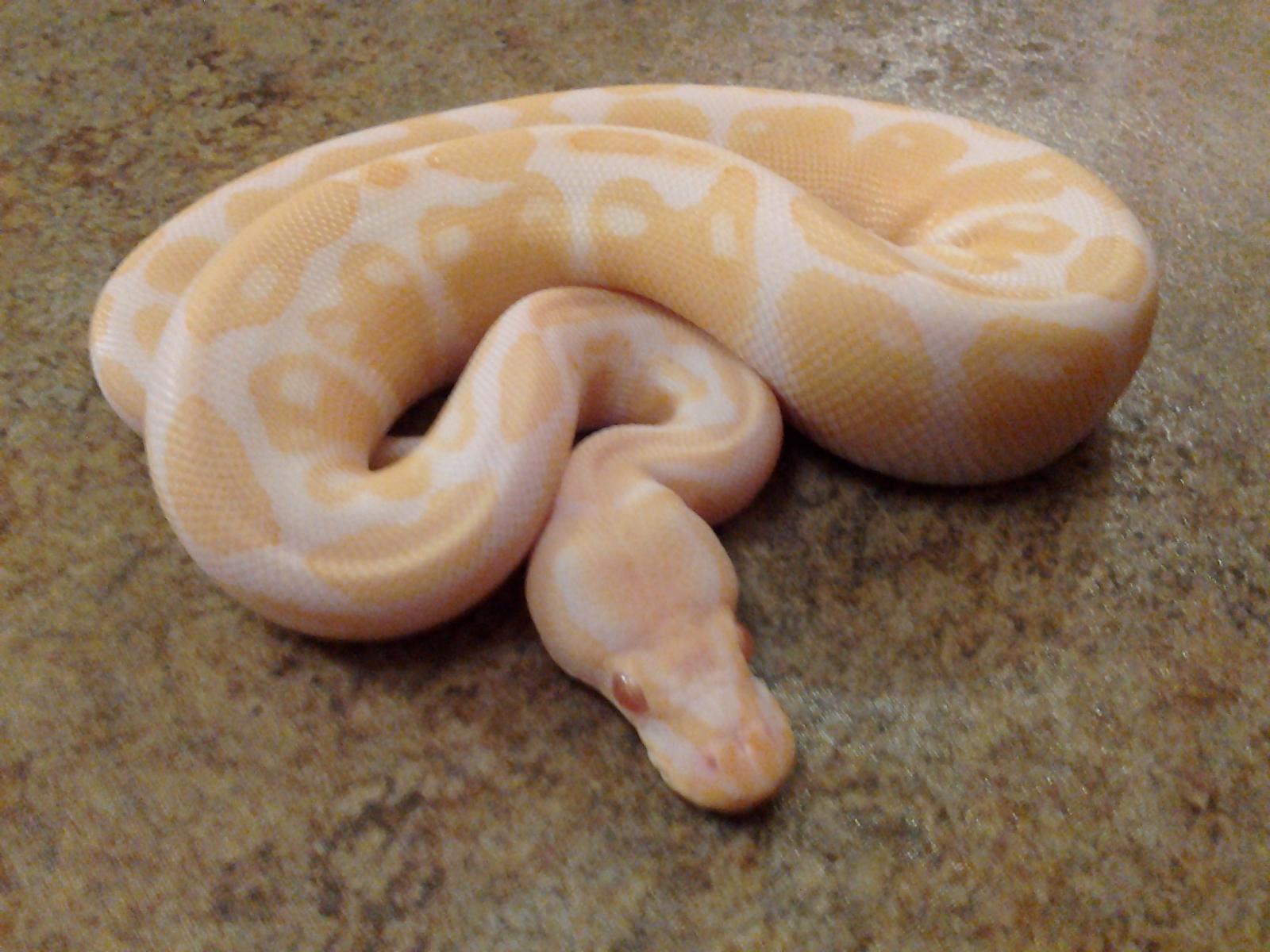 2012 Albino Male